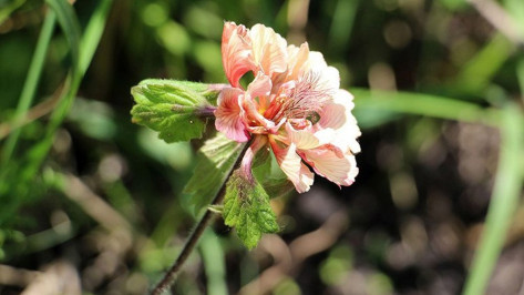 В Воронежском биосферном заповеднике нашли растения с цветками необычной формы