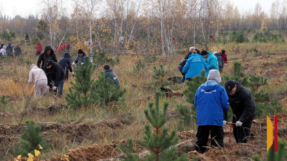 В Воронежской области в 2026 году посадят 1929 га леса