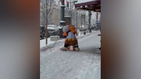 В центре Воронежа подрались панда и кот