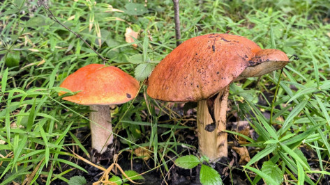 Дожди вызвали грибной бум в воронежских лесах