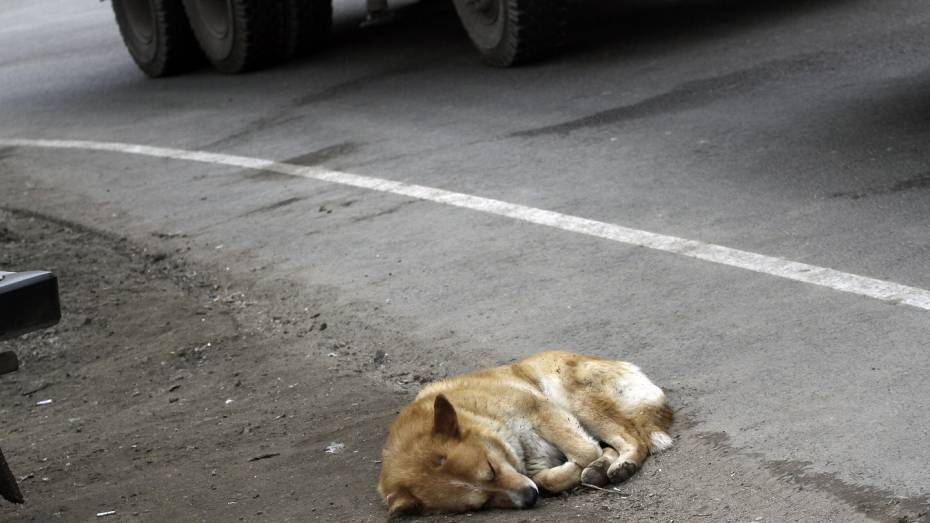 Воронежские полицейские спасли попавшую под машину собаку и оплатили лечение