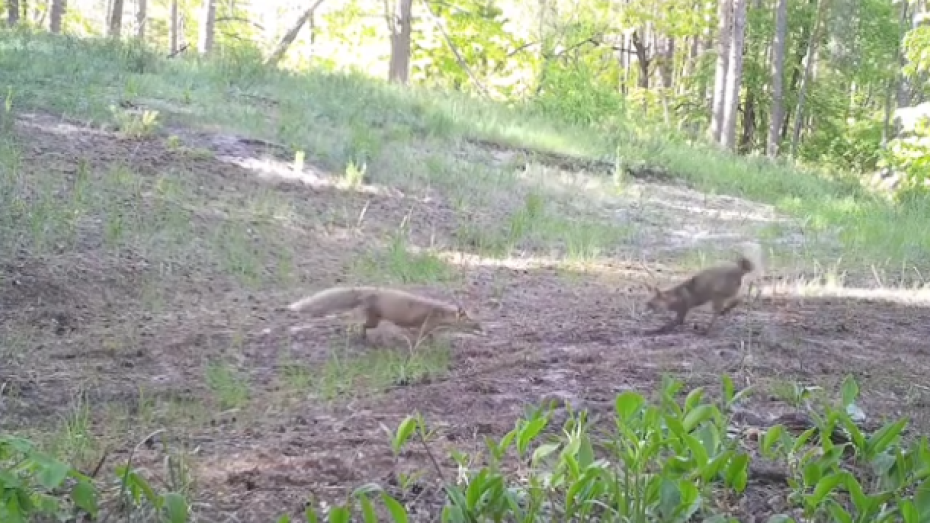Лисьи догонялки в Воронежском заповеднике попали на видео