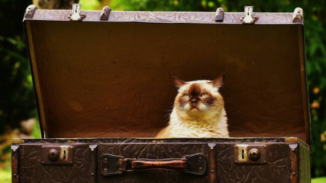 В 2025 году за границу с воронежцами отправились 295 домашних животных