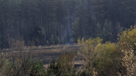 Желтый уровень погодной опасности ввели в Воронежской области из-за рисков пожаров