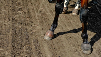 В Воронежской области погиб пассажир гужевой повозки
