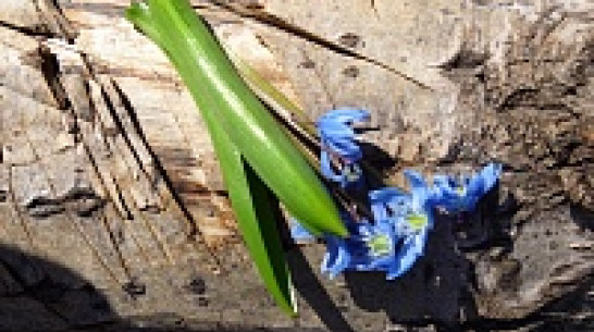 Члены экосовета при воронежском губернаторе потребовали ввести мораторий на вырубку зеленых насаждений