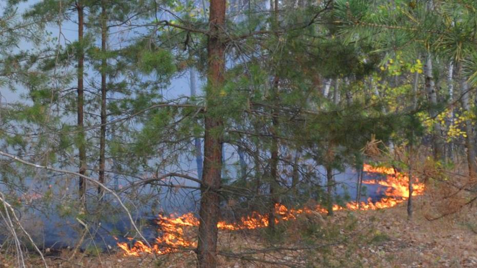 В Лискинском районе загорелся лес площадью 30 га