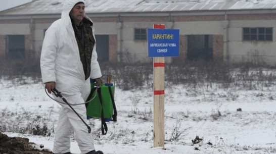 В Нижнедевицком  районе сняли карантин по африканской чуме свиней 