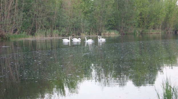В Воробьевку впервые прилетели лебеди