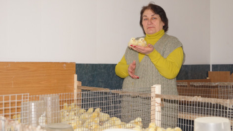 Инкубаторная станция в хохольском селе Гремячье получит за теплый сезон 200 тыс птенцов