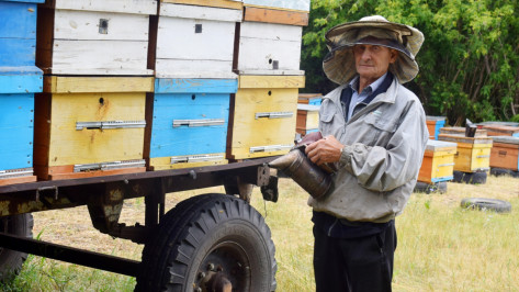 «Умнейшие создания». О чем рассказал воронежский пчеловод с 50-летним стажем
