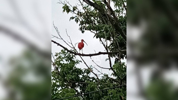 Алого тропического ибиса заметили на дереве в центре Воронежа