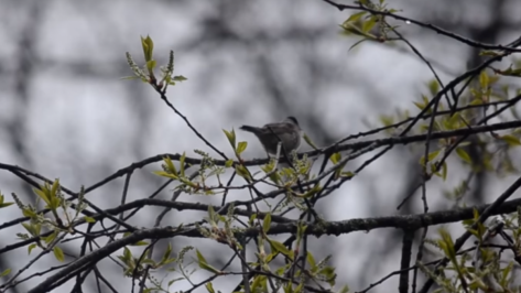 Воронежский заповедник опубликовал видео с весенним пением птиц 