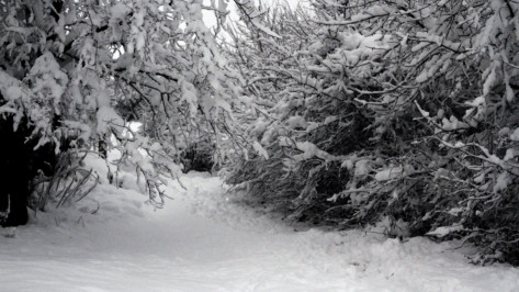 Синоптики спрогнозировали сильный ветер и снегопад в Воронежской области 23 ноября