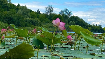 Лотосы расцвели на уникальном пруду в Воронежской области