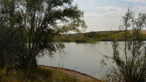 Роспотребнадзор забраковал воду в пруду с погибшей рыбой в воронежском селе Екатериновка