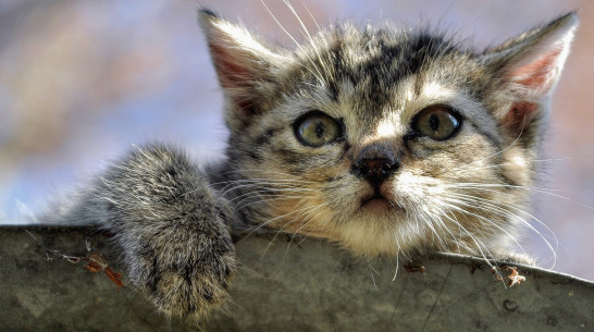 В Воронеже спасли котенка, который застрял в вентиляции на Московском проспекте