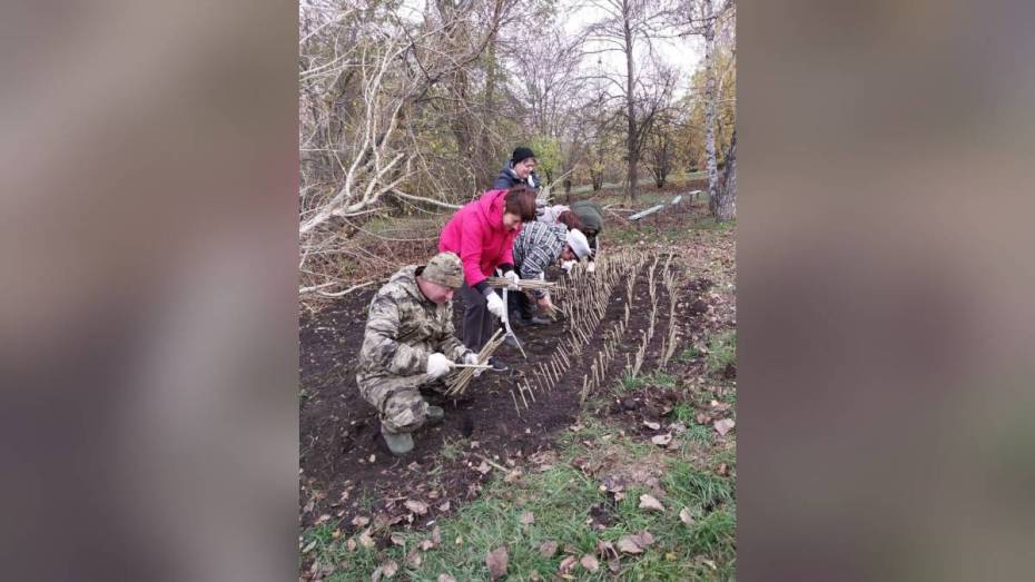 В россошанском селе Жилино высадили 1 тыс черенков тополя