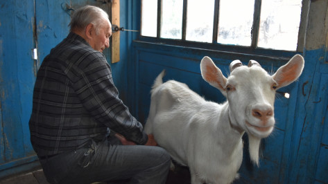 «У Зинки есть интересная особенность». 91-летний житель Воронежской области рассказал, зачем держит молочных коз