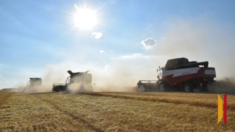 В Воронежской области вопреки режиму ЧС увеличился урожай