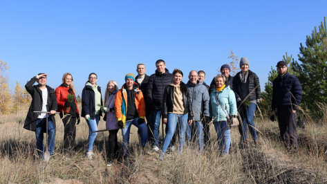 Волонтеры высадили 10 тыс. сосен на Кожевенном кордоне