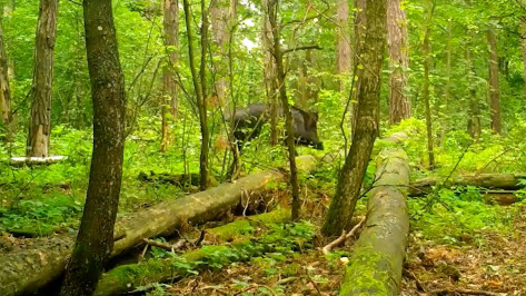 Сотрудники Воронежского заповедника опубликовали видео со скрытой камеры