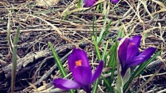 Завтра воздух в Воронеже прогреется до +17 градусов