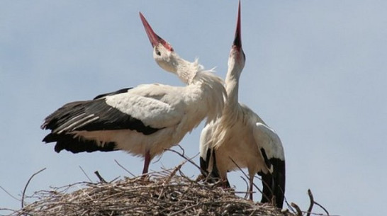Житель Лискинского района свил гнездо для аистов