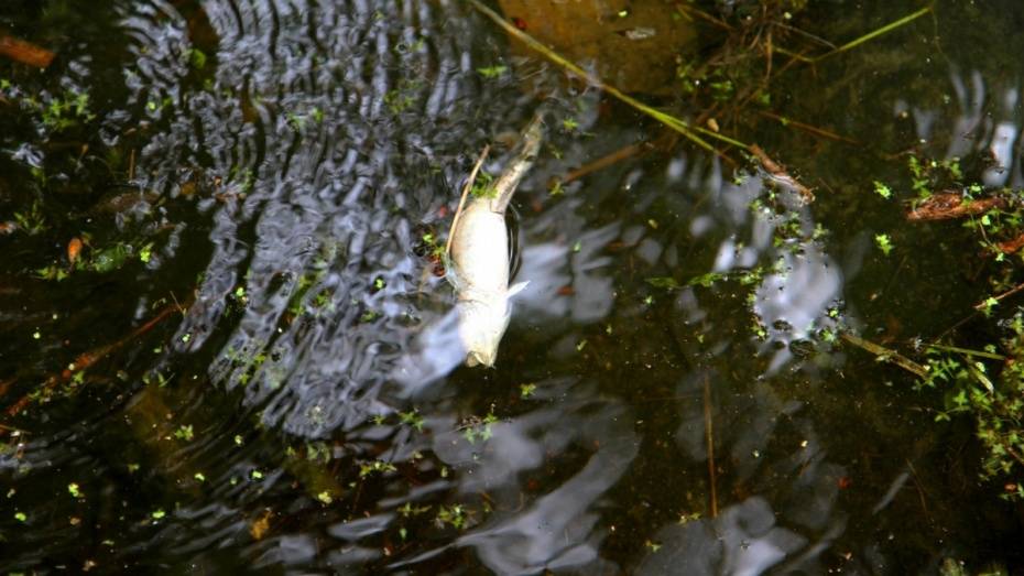Воронежские санврачи выяснили причину гибели рыбы в реке Битюг