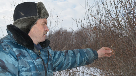 Почки вербы набухли в селе Воронежской области