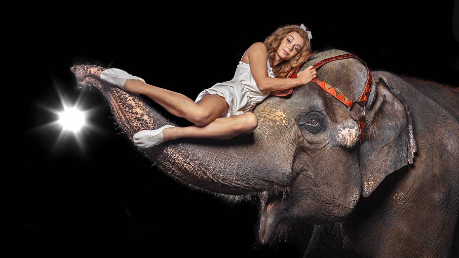 Полсотни артистов и 40 животных покажут в Воронежском цирке спектакль «Девочка и слон»