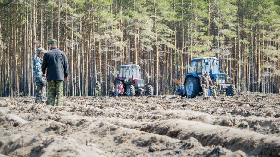 В Лискинском районе начались лесовосстановительные работы