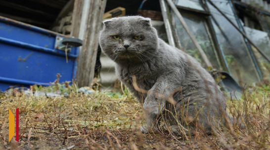 В воронежских социальных сетях появилось сообщение о массовой гибели кошек в микрорайоне Подклетное