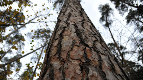 Глава СК РФ заинтересовался возможной вырубкой деревьев в Северном лесу Воронежа