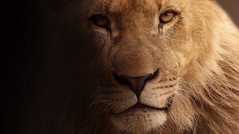 Датский зоопарк пригласил школьников посмотреть на вскрытие льва