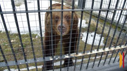 Пуша танцует, Маша играет, Умка дремлет: как медведи воронежского зоопарка выходят из спячки этой весной