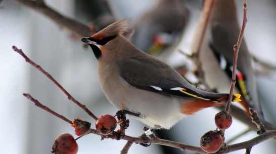 В Воронеже опровергли миф о «птичьем запое»