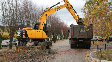 На улице 60-й Армии в Воронеже вырубят второй ряд рябин
