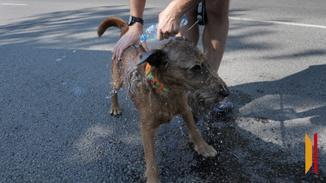 Воронежцев предупредили об аномальной жаре