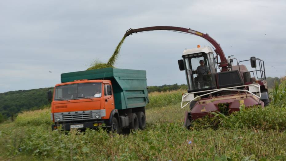 В Нижнедевицком районе начали убирать кукурузу на силос