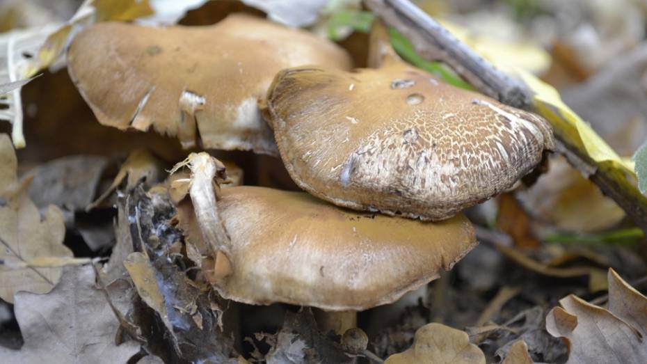 В Воронежской области семья отравилась грибами