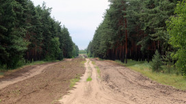 Воронежцам запретили въезд в леса до середины октября