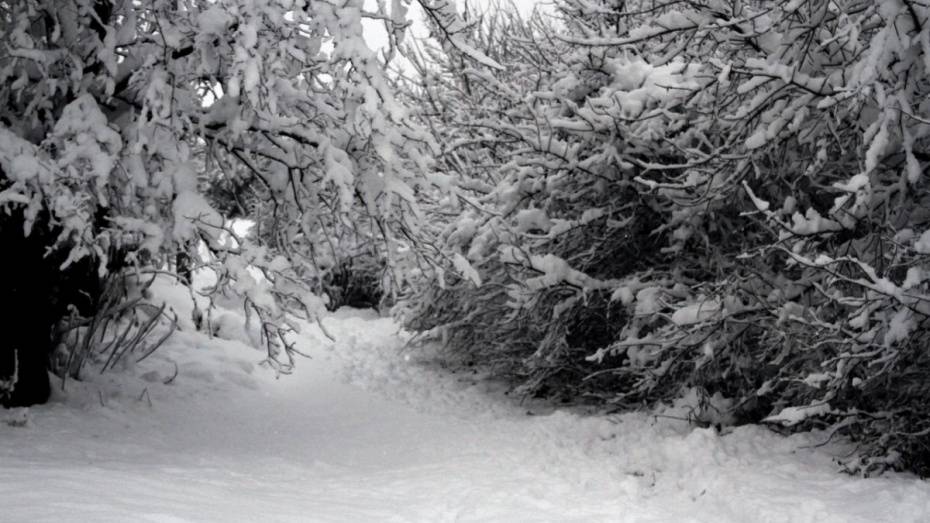 Gismeteo: Воронежская область лидировала по высоте снежного покрова в европейской России