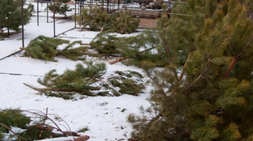Дело об убийстве продавца новогодних елок в Воронеже дошло до суда