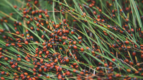 Воронежцы сообщили о нашествии полчищ божьих коровок