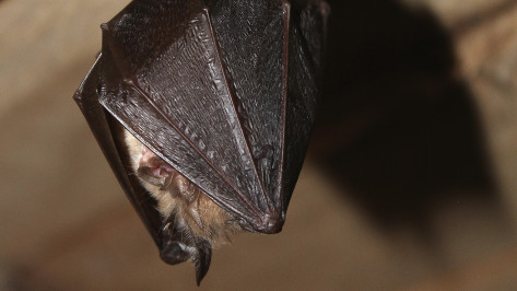 Жители воронежского Шилово обнаружили в подъезде летучую мышь