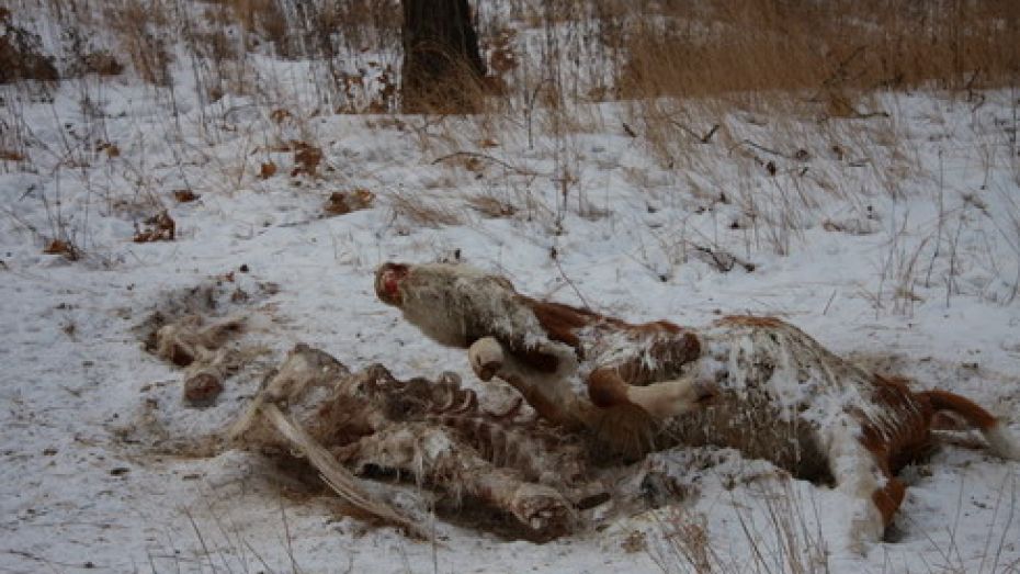 В Аннинском районе нашли кости теленка, присыпанные навозом    