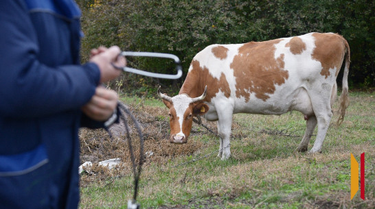Воронежцев предупредили о фейке об отправке ветеринаров в зону СВО и приграничные регионы