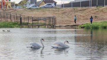 Лискинский активист выпустил в городской водоем двух лебедей-шипунов
