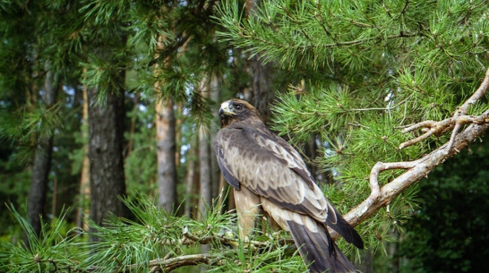 Воронежский заповедник перевыпустил издание о занесенных в Красную книгу животных и растениях